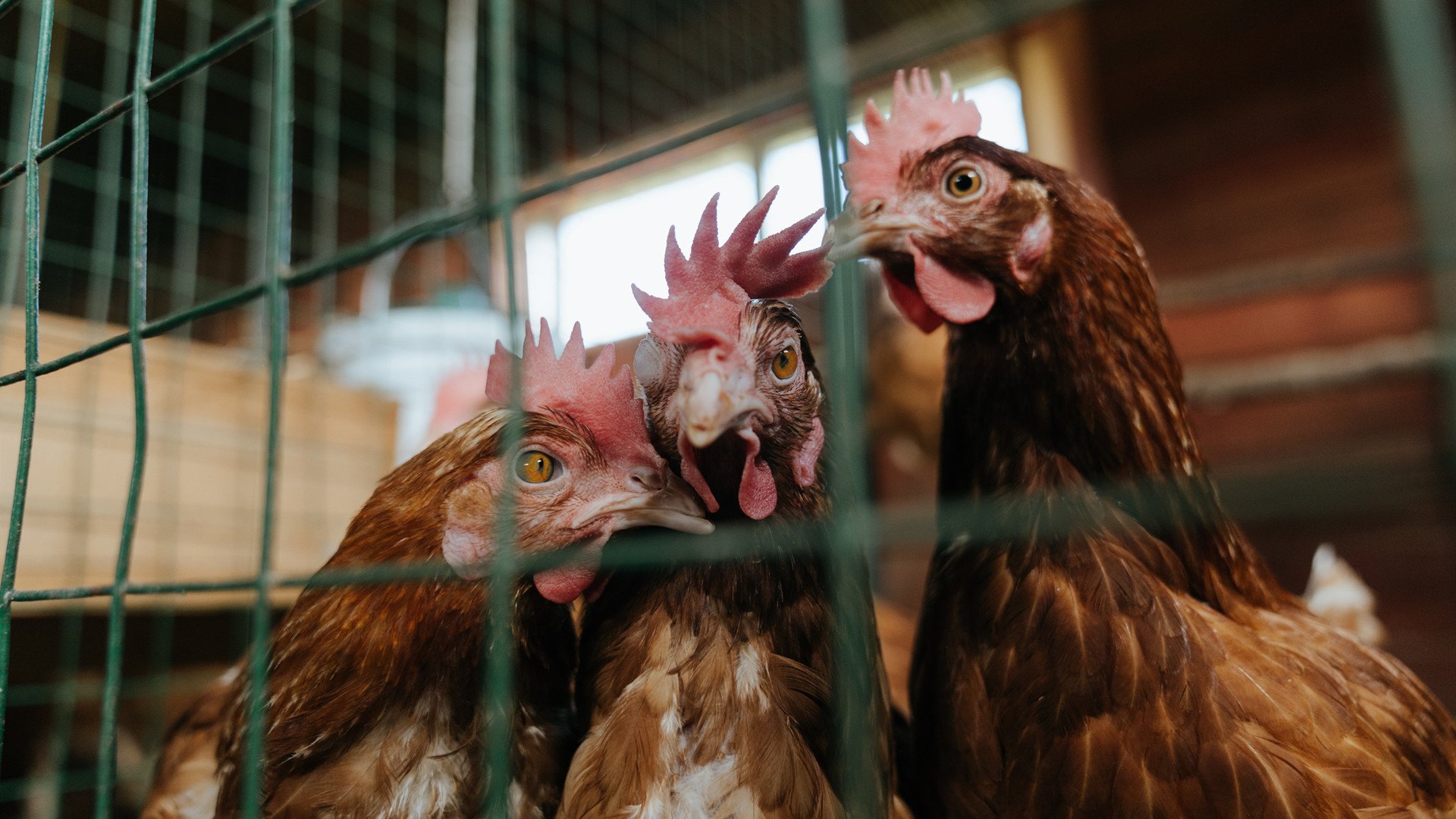 撕裂之城终迎日出,班凯罗抢七夜化身为光