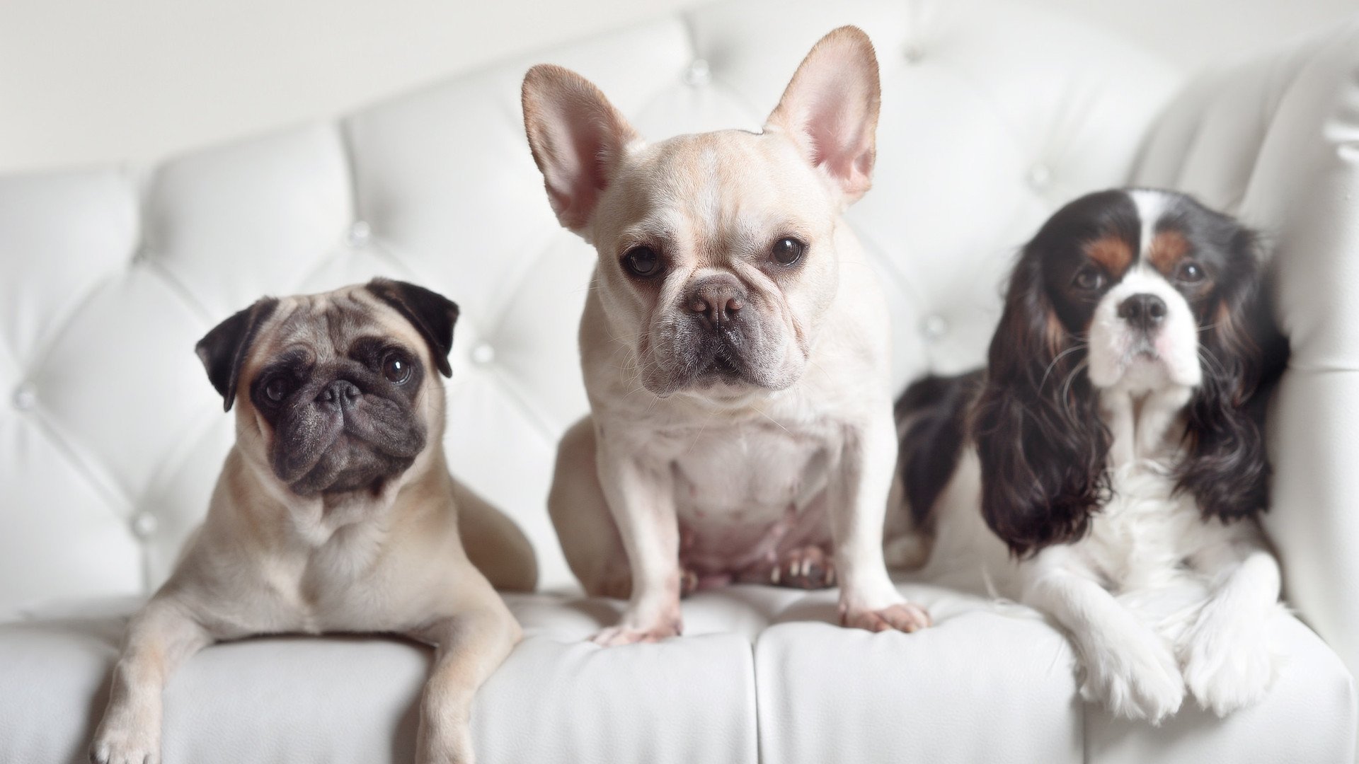 爱游戏tv-绿茵场上的地震，当德比硝烟未散，波斯铁骑已斩落欧洲红魔