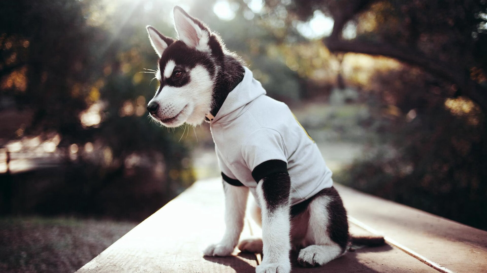 NBA总决赛焦点战，克罗地亚强势压制摩纳哥的篮球传奇